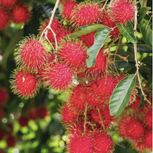 Rambutan